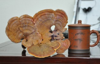 Chinese medicinal herbs in Maoshan Mountain