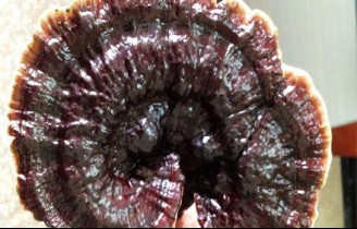 Ganoderma Lucidum: Rare Treasure in Maoshan Mountain